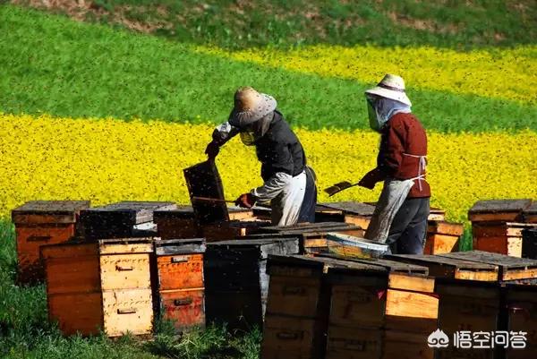 路边养蜂人卖的蜂蜜都是真的吗