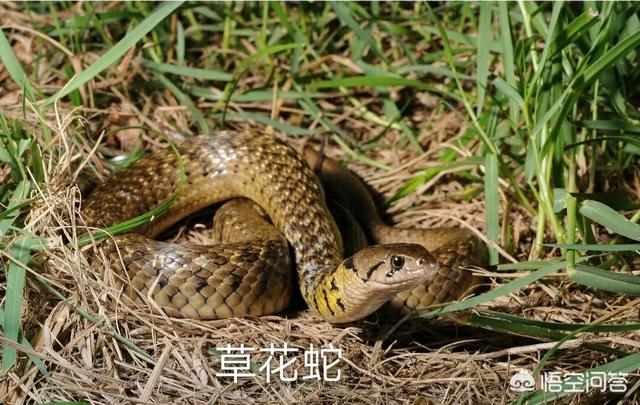 谁发现莽山烙铁头蛇:头是三角形的蛇是什么蛇？