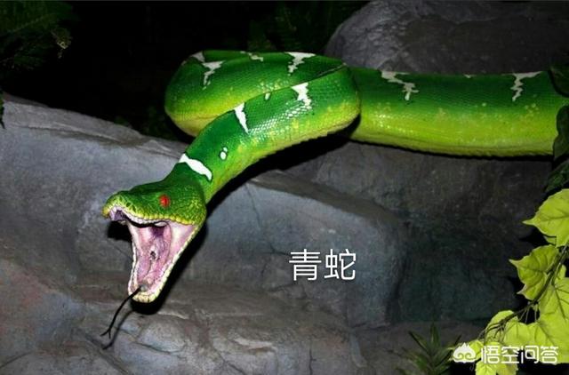 谁发现莽山烙铁头蛇:头是三角形的蛇是什么蛇？