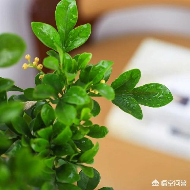 米兰花图片:米兰买回来不到一个星期叶子都落光了，怎么办，还能救活吗？
