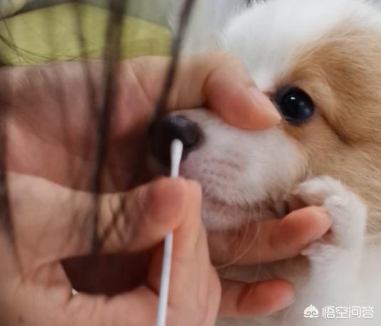 够狗上吐 下泄怎么办:阿拉斯加幼犬又吐又拉怎么办？