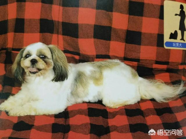 中国明犬:除了田园犬之外，中国本土狗还有哪些品种？