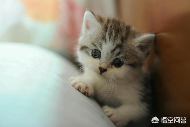 一个月大小猫 福来恩:怎样让猫咪度过新环境的适应期？