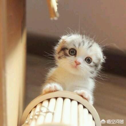 一个月大小猫 福来恩:怎样让猫咪度过新环境的适应期？