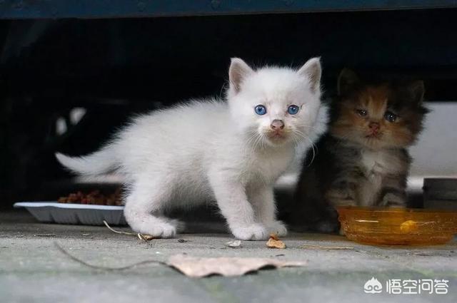 伯爵养猫记:如果喂了一段时间流浪猫就不再喂了，它会伤心吗？