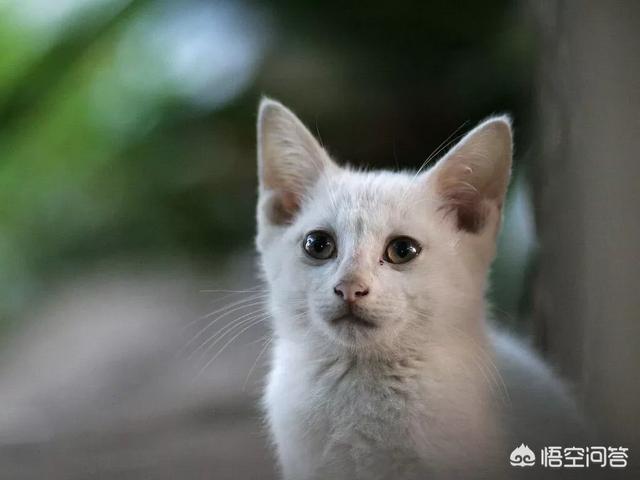 伯爵养猫记:如果喂了一段时间流浪猫就不再喂了，它会伤心吗？
