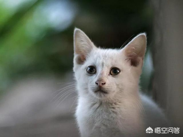 一只黑猫的自闭症怎么样:家猫离世后，会给人留下些什么？ 自闭症黑猫视频