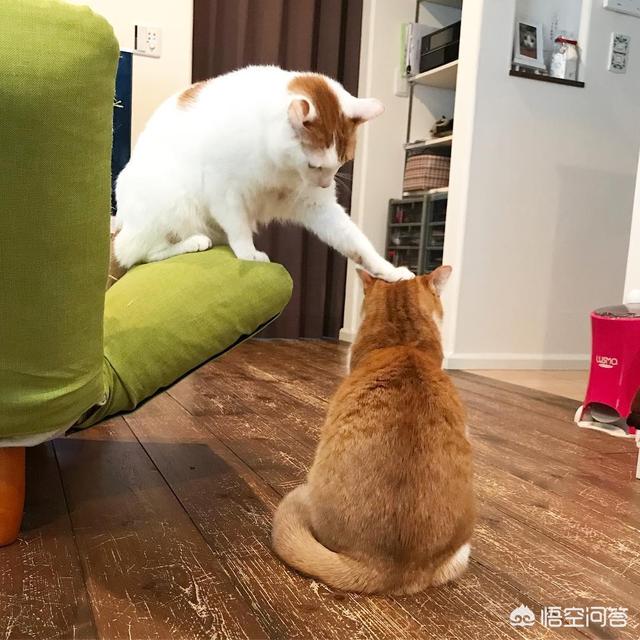 猫窝和猫砂放在一起:怎么同时养一只母猫和它生的小公猫？