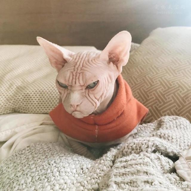 加拿大无毛猫:为什么会有人喜欢养加拿大无毛猫