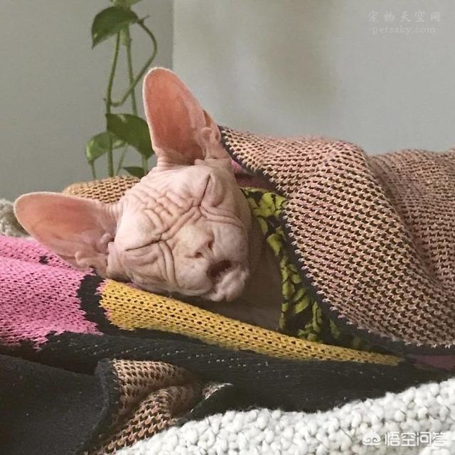 加拿大无毛猫:为什么会有人喜欢养加拿大无毛猫