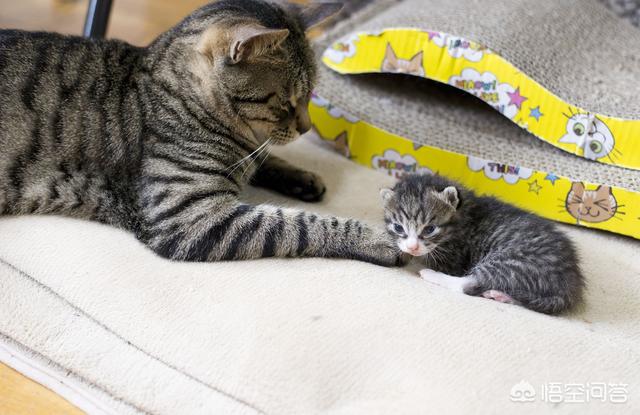 刚睁眼的小猫吃什么:刚开眼的小猫，要怎么养？