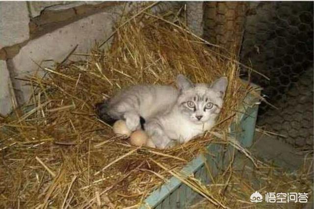 猫咪睡在猫砂盆:猫在什么情况下会拉在猫砂盆外边？