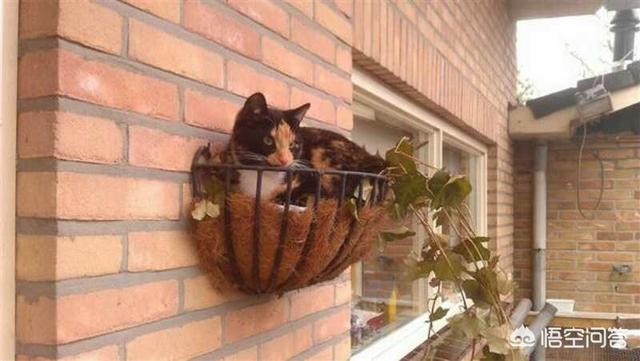 猫咪睡在猫砂盆:猫在什么情况下会拉在猫砂盆外边？