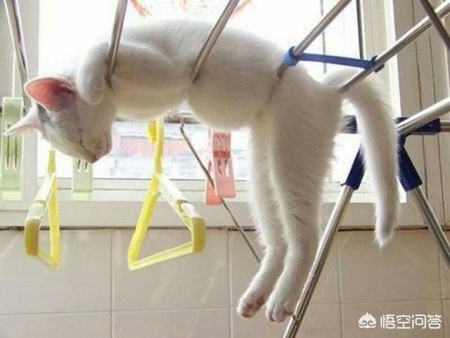 猫咪睡在猫砂盆:猫在什么情况下会拉在猫砂盆外边？