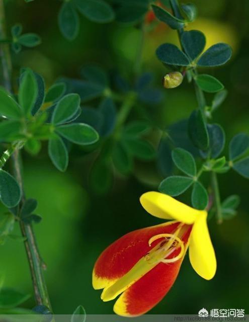 头条问答 - 红枝豹爪草是什么植物?(2个回答)