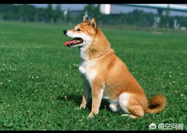 大金毛犬视频:金毛幼犬几个月能听懂人话？