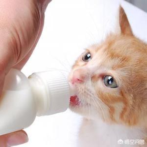 猫咪产后缺乳怎么办:猫咪生了5只小猫，但是没有奶水，该怎么办？