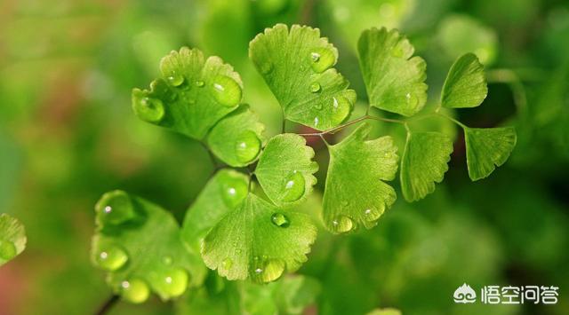 铁线蕨图片:新买的一盆铁线蕨，种植好需要注意什么？