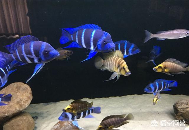 魟鱼能和猪鼻龟混养吗:萨伊蓝六间能和魟鱼混养吗？