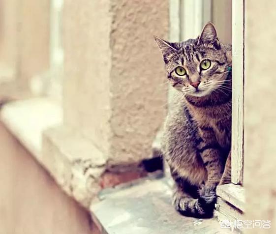 买猫别墅好还是猫爬架:为什么高层养猫要封窗封阳台？