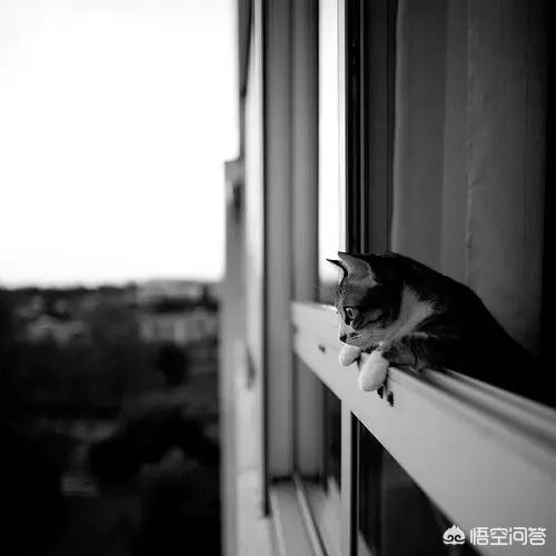 买猫别墅好还是猫爬架:为什么高层养猫要封窗封阳台？