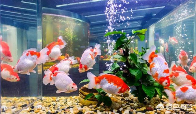 头条问答 水族箱怎样养好金鱼 14个回答