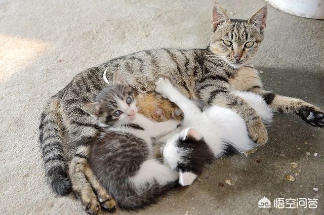 两只超萌猫咪图片:野猫跑到家里生了两只小猫，该怎么办？