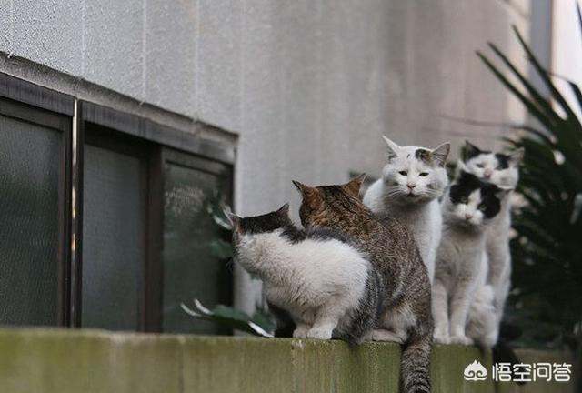 两只超萌猫咪图片:野猫跑到家里生了两只小猫，该怎么办？