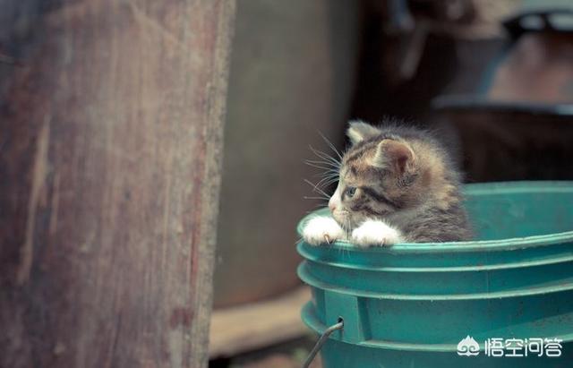 小奶猫长牙之后怎么办:野猫跑到家里生了两只小猫，该怎么办？ 小奶猫长牙有什么表现