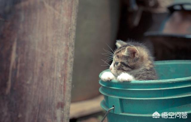 两只超萌猫咪图片:野猫跑到家里生了两只小猫，该怎么办？