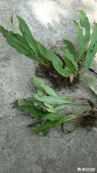 头条问答 - 什么是过桥草?(3个回答)