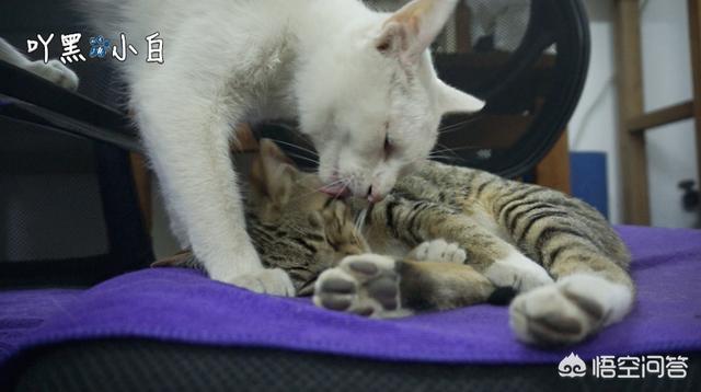 小奶猫长牙之后怎么办:野猫跑到家里生了两只小猫，该怎么办？ 小奶猫长牙有什么表现