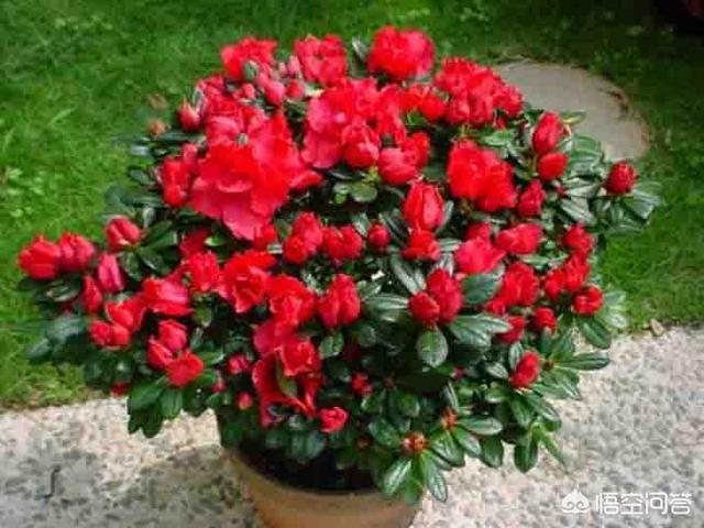 四季杜鹃花夏天怎么养:杜鹃花怎么养才能到明年继续开花？