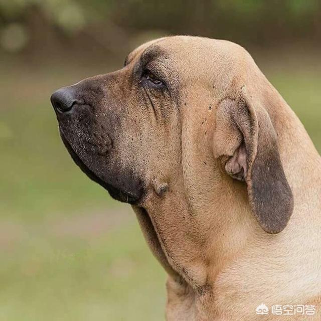 纽波利顿獒犬和卡斯罗:有什么狗狗是体质比较好、不容易生病的？