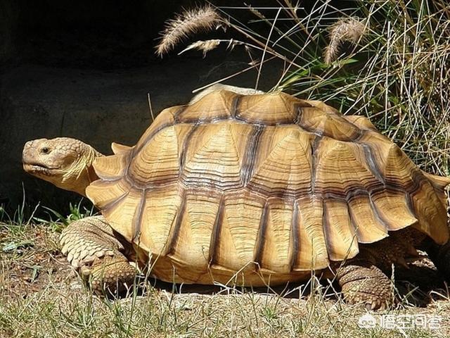 苏卡达陆龟吃什么最好:什么龟长的大而且比较好养？