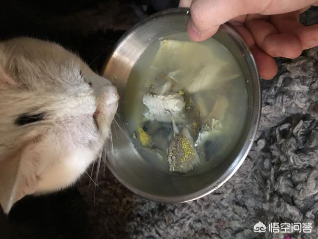 孟加拉猫聪明吗:见过最聪明的猫是什么样的？