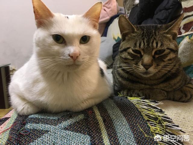 孟加拉猫聪明吗:见过最聪明的猫是什么样的？