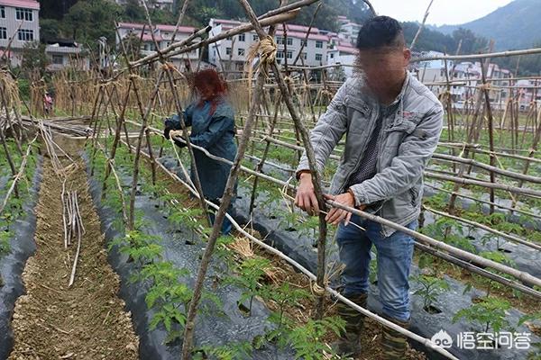 头条问答 - 露天种植西红柿怎样搭架子?(15个回答)