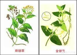 断肠草谜案:武侠剧里的“断肠草”实际上有多厉害？