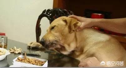 哈士奇细小是什么病:二哈感染了细小病毒，怎么办？ 哈士奇细小是什么症状