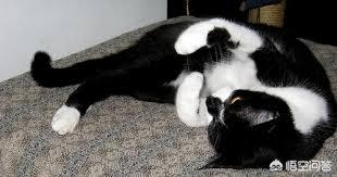 阎妮公猫端母猫的戏:猫咪配猫第一次见打架怎么办？