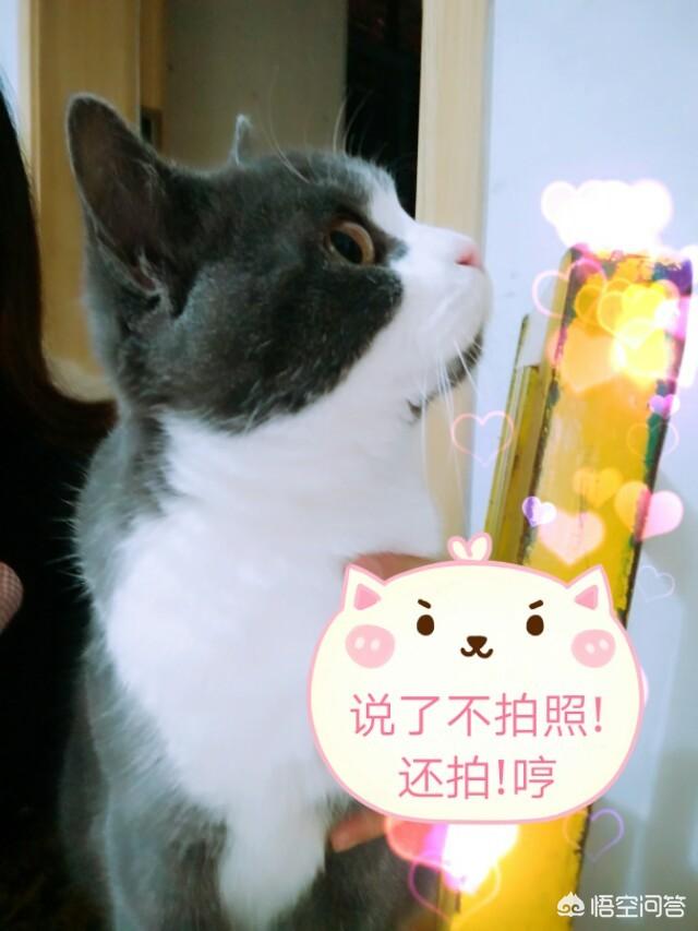 最感动的寻猫启示:猫丢了，有办法找回来吗？