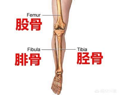 头条问答 左腓骨骨折活动好不好 6个回答