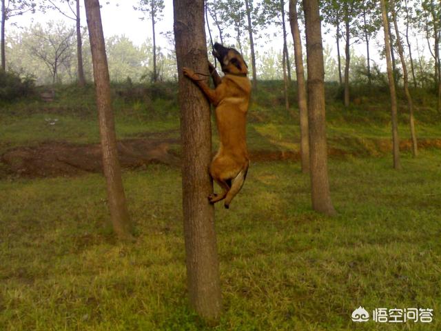 民间大头德牧论坛:德牧犬、东德犬、马犬、昆明犬相比，哪个最适合家养？