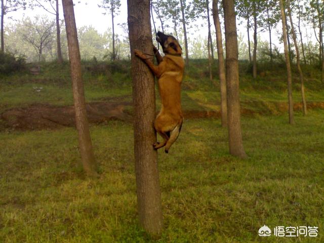 成年纯种德牧图片:马犬为什么能取代德牧成为警犬界的宠儿？ 二个月纯种德牧图片