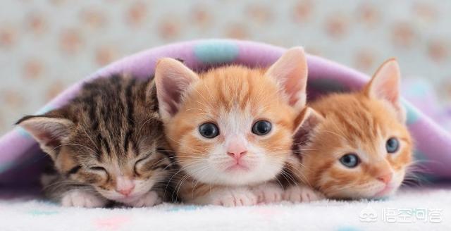 收养流浪猫 弓形虫:流浪猫的幼崽可以收养吗？