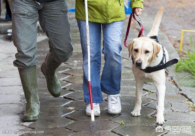 比特犬俱乐部，拉布拉多和金毛谁更有攻击性