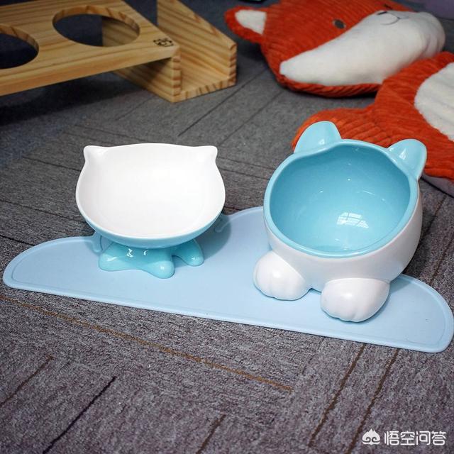 宠物级加菲猫价格:加菲猫与橘猫的混血大约值多少钱？