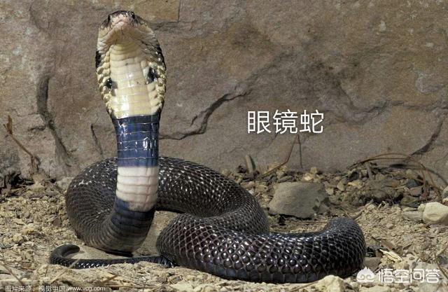 谁发现莽山烙铁头蛇:头是三角形的蛇是什么蛇？