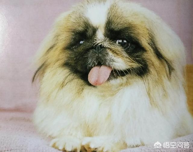 中国明犬:除了田园犬之外，中国本土狗还有哪些品种？